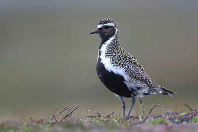 BUITEN BEELD Foto: 64114