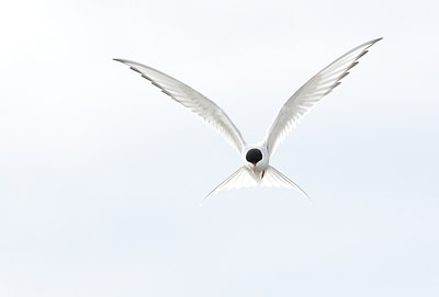 BUITEN BEELD Foto: 64121