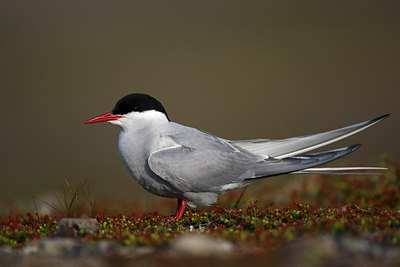 BUITEN BEELD Foto: 64127