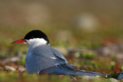 BUITEN BEELD Foto: 64142