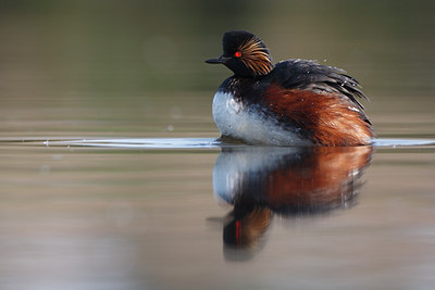 BUITEN BEELD Foto: 64257