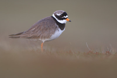 BUITEN BEELD Foto: 64261