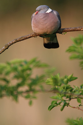 BUITEN BEELD Foto: 64265