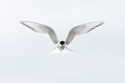BUITEN BEELD Foto: 64275