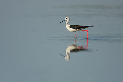BUITEN BEELD Foto: 64317