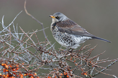 BUITEN BEELD Foto: 64318