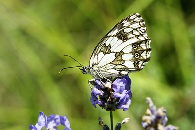 BUITEN BEELD Foto: 64363