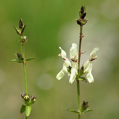 BUITEN BEELD Foto: 64368