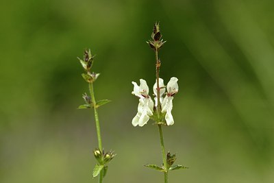 BUITEN BEELD Foto: 64369