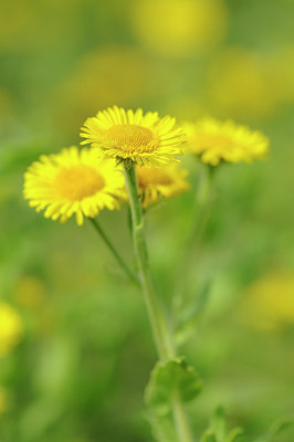 BUITEN BEELD Foto: 64381