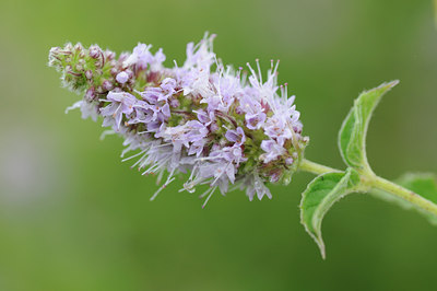 BUITEN BEELD Foto: 64389