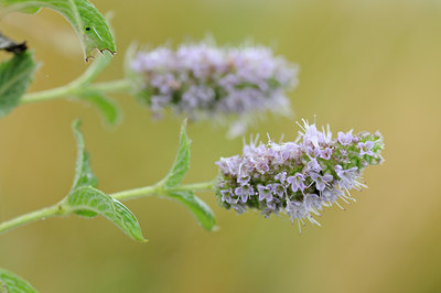 BUITEN BEELD Foto: 64390