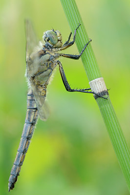 BUITEN BEELD Foto: 64396