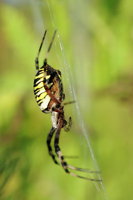 BUITEN BEELD Foto: 64416