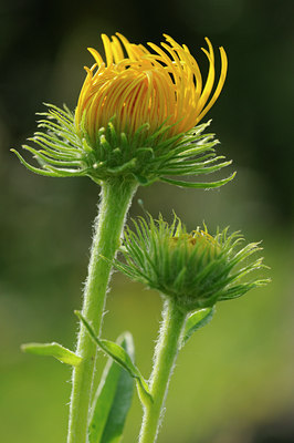 BUITEN BEELD Foto: 64421