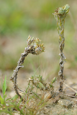 BUITEN BEELD Foto: 64432