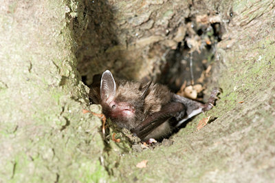 BUITEN BEELD Foto: 64454