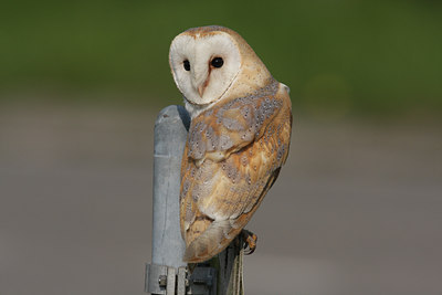 BUITEN BEELD Foto: 64499
