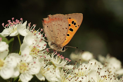 BUITEN BEELD Foto: 64521