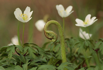 BUITEN BEELD Foto: 64523