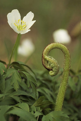 BUITEN BEELD Foto: 64524