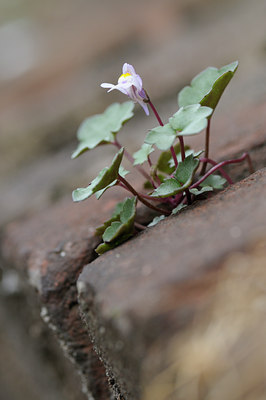 BUITEN BEELD Foto: 64579