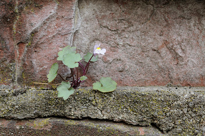 BUITEN BEELD Foto: 64586