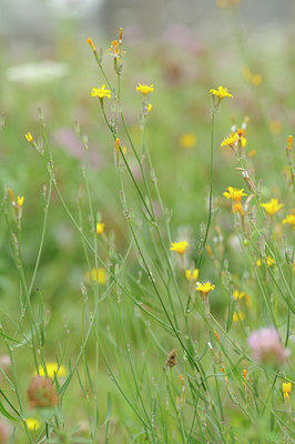 BUITEN BEELD Foto: 64595