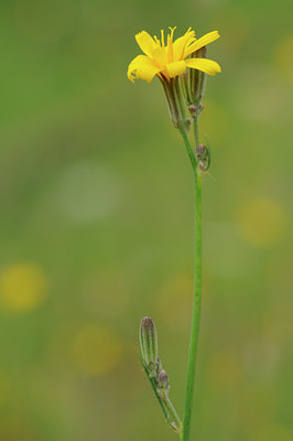 BUITEN BEELD Foto: 64599