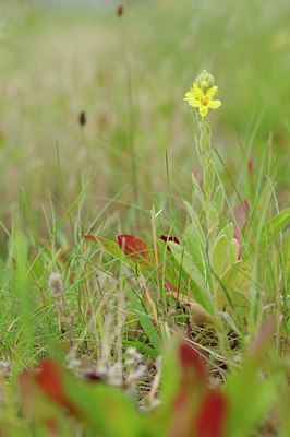 BUITEN BEELD Foto: 64600