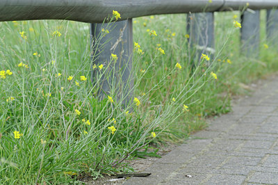BUITEN BEELD Foto: 64607