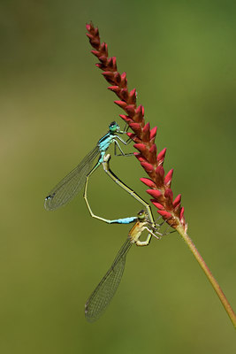 BUITEN BEELD Foto: 64609