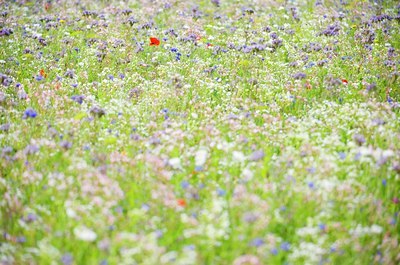 BUITEN BEELD Foto: 64616