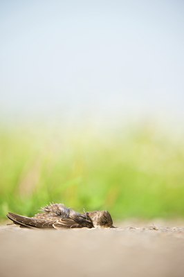 BUITEN BEELD Foto: 64626