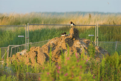 BUITEN BEELD Foto: 64631