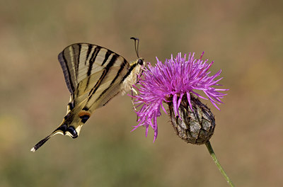 BUITEN BEELD Foto: 64638