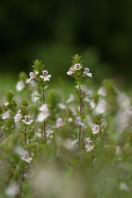 BUITEN BEELD Foto: 64648
