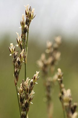 BUITEN BEELD Foto: 64728