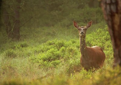 BUITEN BEELD Foto: 64737