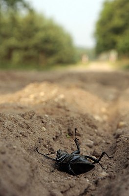 BUITEN BEELD Foto: 64755