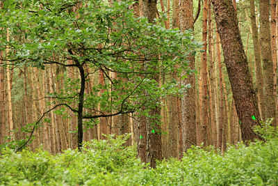 BUITEN BEELD Foto: 64762