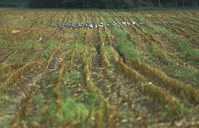 BUITEN BEELD Foto: 64807