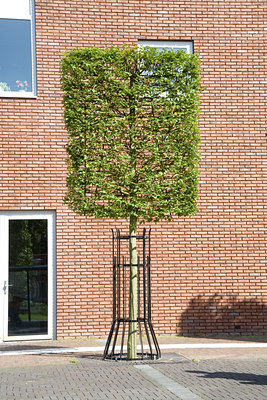 BUITEN BEELD Foto: 64825
