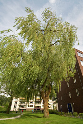 BUITEN BEELD Foto: 64826