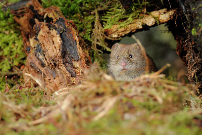 BUITEN BEELD Foto: 64858