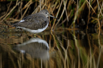 BUITEN BEELD Foto: 64867