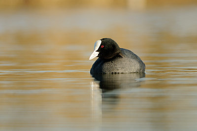 BUITEN BEELD Foto: 64869