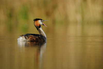 BUITEN BEELD Foto: 64873