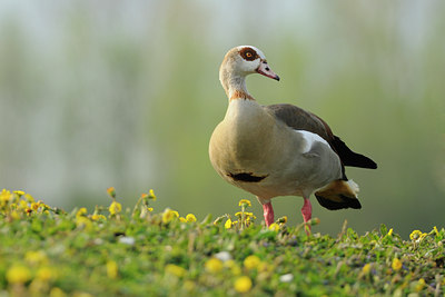 BUITEN BEELD Foto: 64880