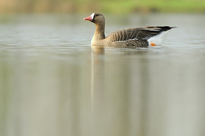 BUITEN BEELD Foto: 64881